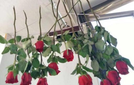 如何制作干花