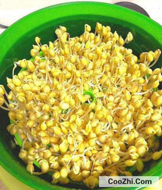 豆芽菜怎么种植自制豆芽
