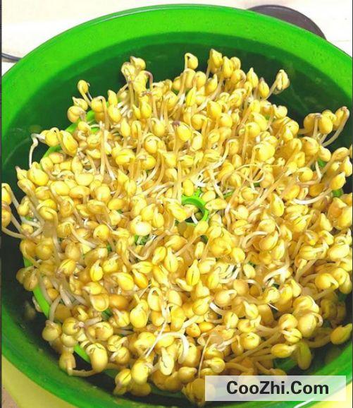 豆芽菜怎么种植自制豆芽