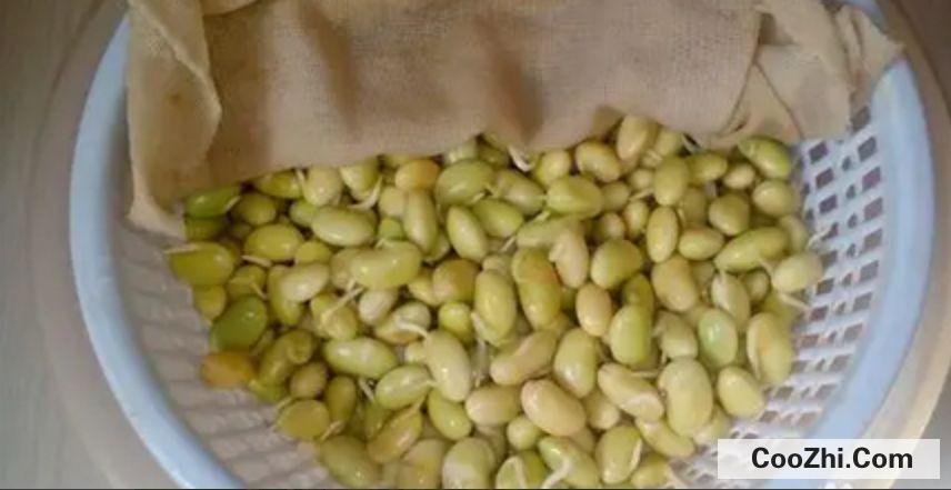 豆芽菜怎么种植自制豆芽