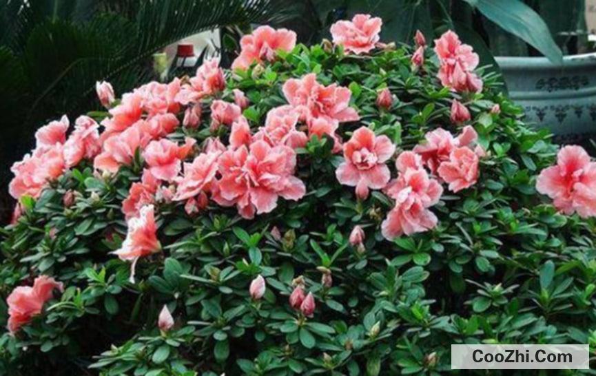 杜鹃开完花以后应该怎么办