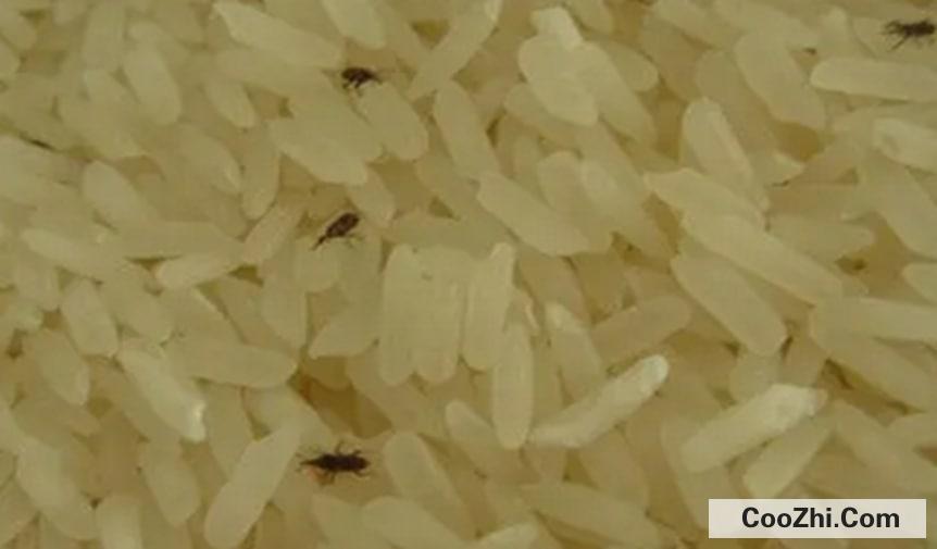 如何防止米面生虫