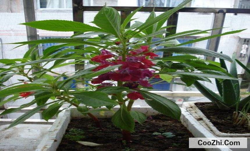 凤仙花即指甲花的作用与功效
