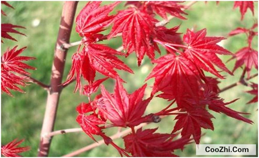日本红枫的养殖方法和注意事项
