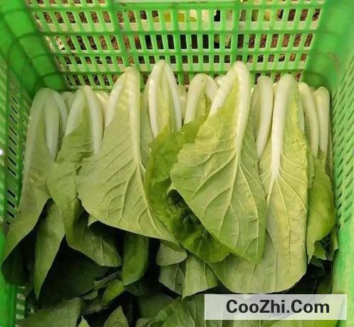 如何存放蔬菜