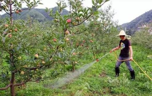 苹果树浇水最好时间