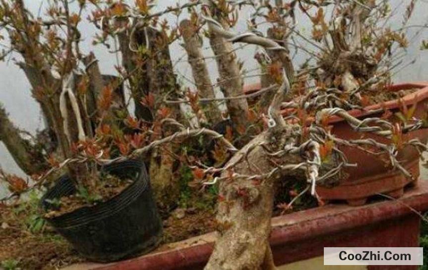 石榴树移栽后不发芽原因和处理方法