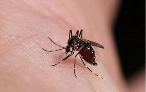 夏天蚊子喜欢什么颜色的衣服不被叮咬