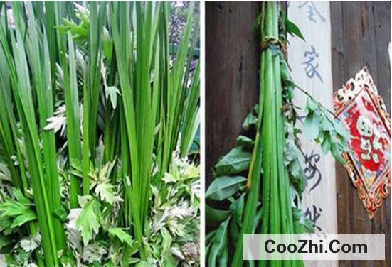 菖蒲怎么挂在门上