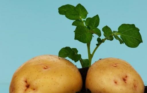 巧用发芽土豆的实用小妙招