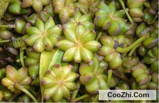 八角和茴香的功效作用