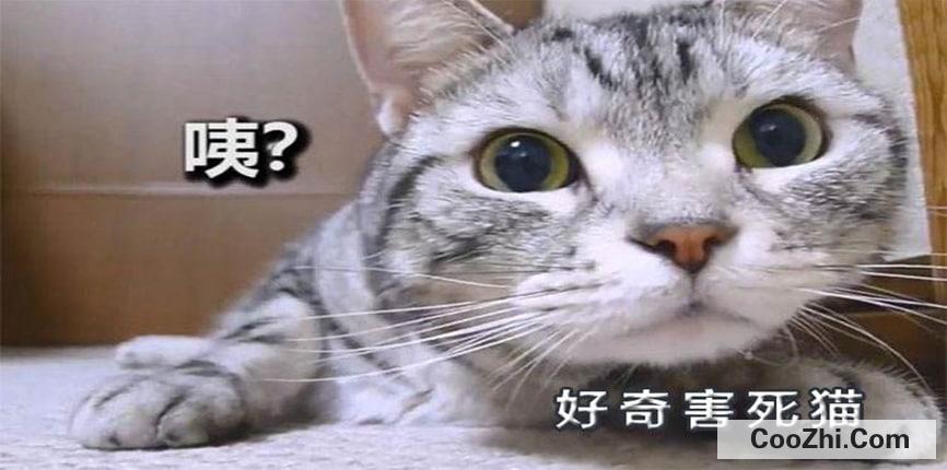 为什么说好奇害死猫？