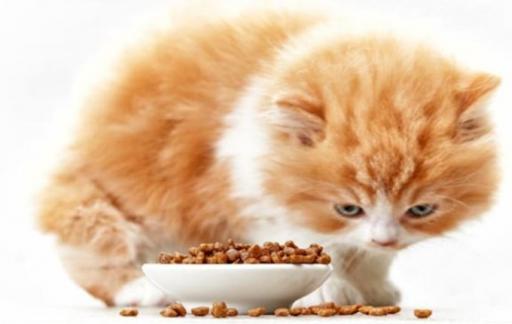 猫咪不怎么吃猫粮什么原因，怎么办