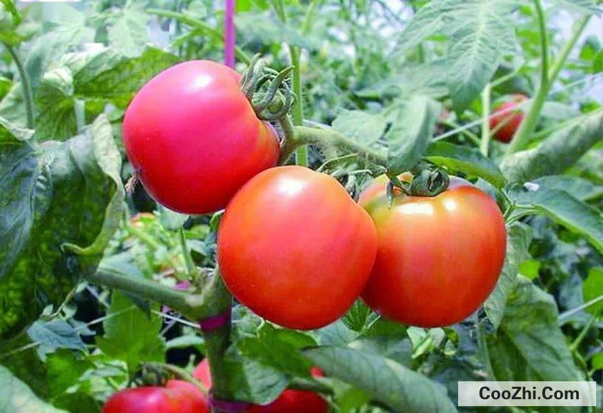 吃番茄能不能减肥
