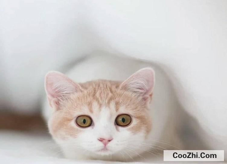 猫咪眼睛发炎青光眼怎么养护