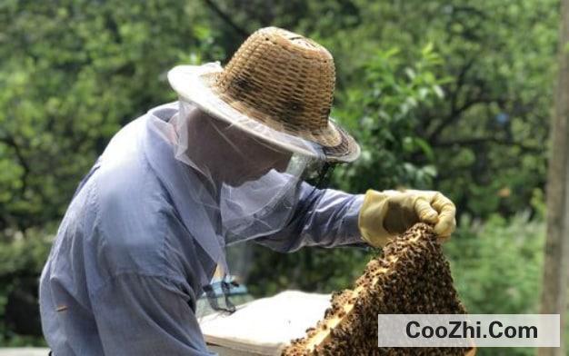 蜂王死了可以补救吗怎么办