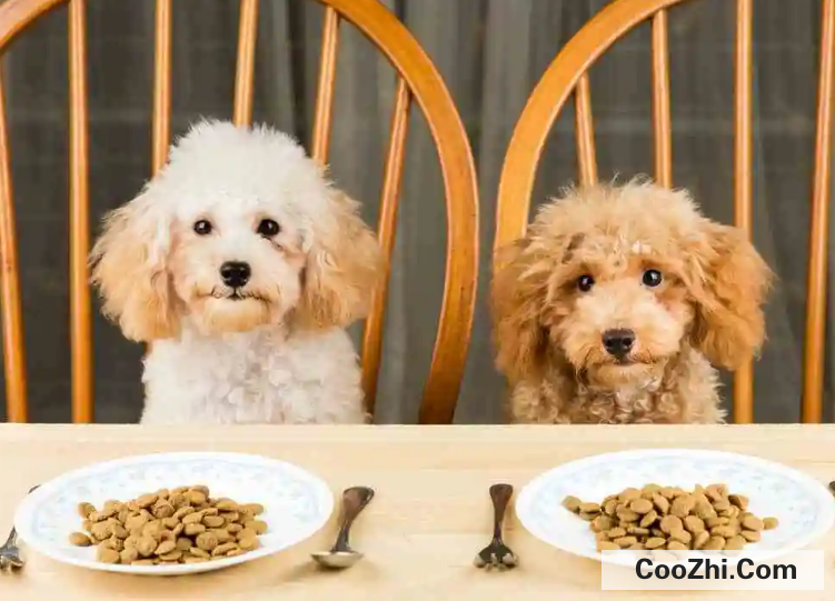 狗狗适合吃哪种狗粮