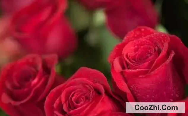 玫瑰花怎么挑选质量上乘的
