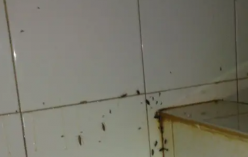 厨房里发现了蟑螂的处理方法