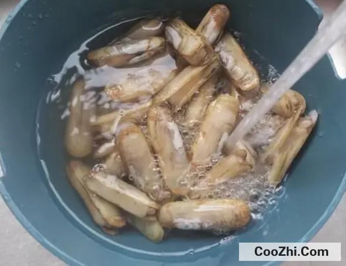 蛏子怎么清洗好