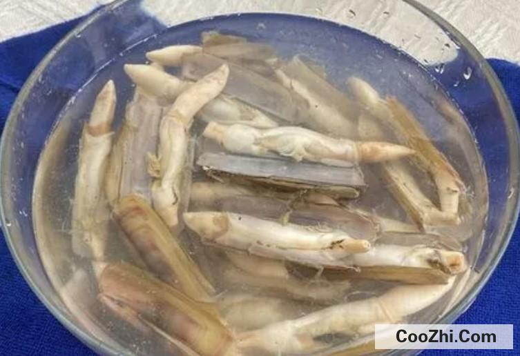 蛏子怎么清洗好