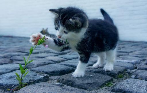 猫晚上不睡觉怎么办