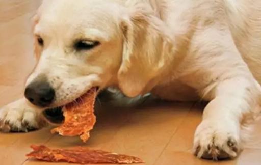 狗狗吃零食有哪些要注意的