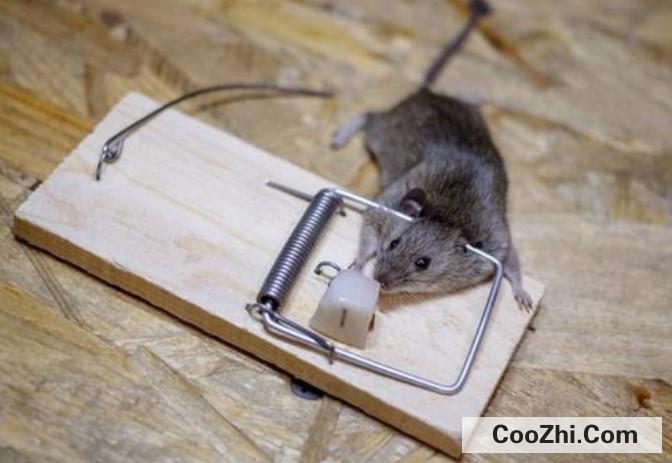 屋子里面有老鼠的处理方式