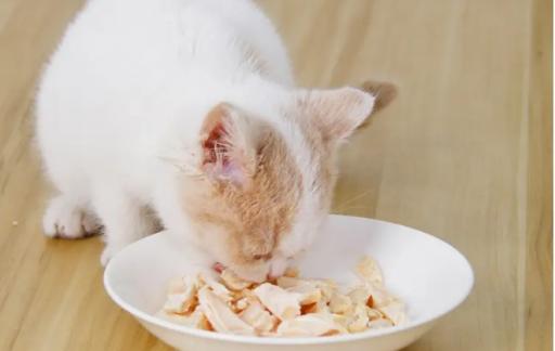 小猫吃什么食物比较好