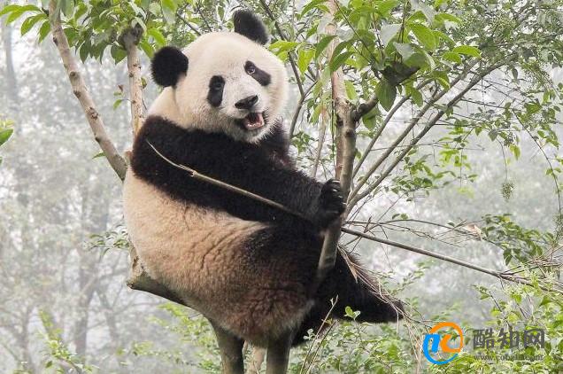 大熊猫近期扎堆回国的原因