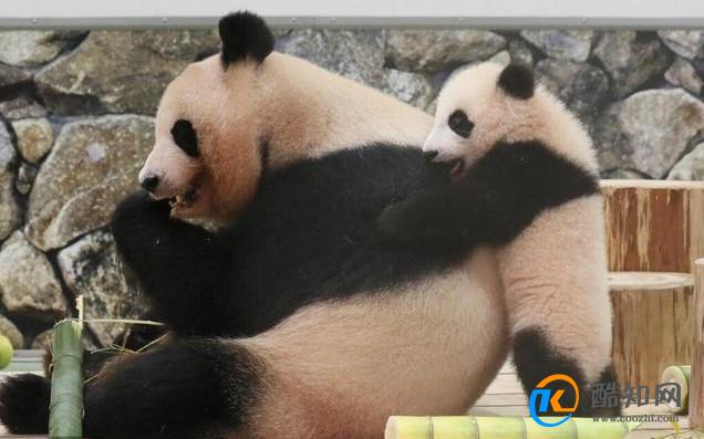 日本人有多爱熊猫呢