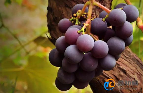葡萄的独特功效是什么 葡萄有哪些品种