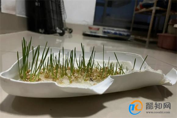 猫草怎么种植方法水培