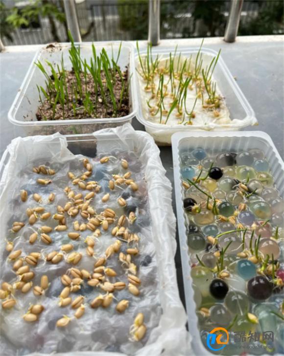 猫草怎么种植方法水培