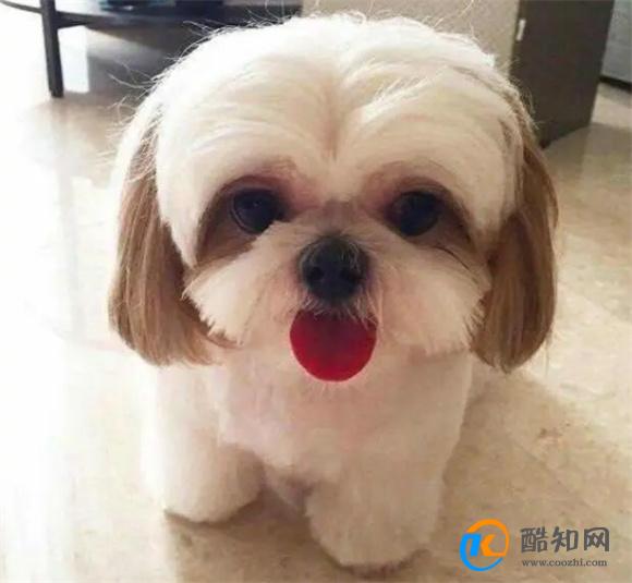 家里适合养什么小型犬