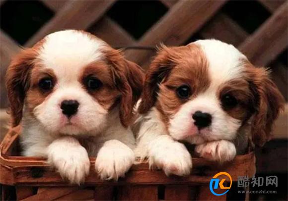 家里适合养什么小型犬