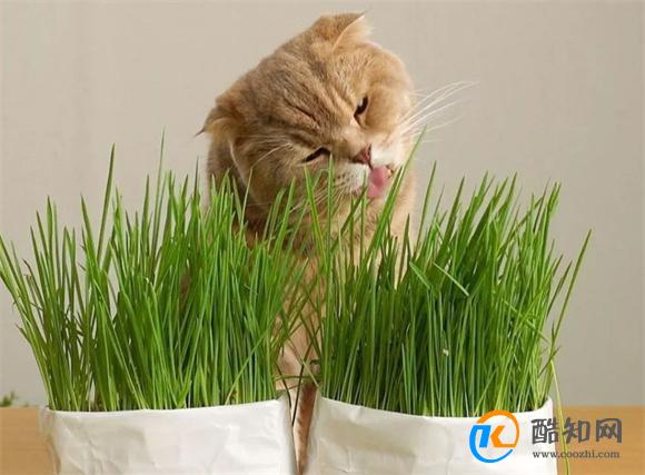 猫草怎么种植方法水培