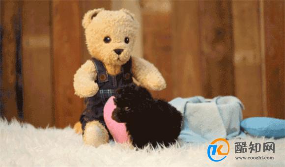 家里适合养什么小型犬