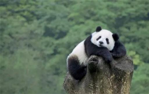 我国的国宝大熊猫，死后是怎么处理的？看完终于明白了