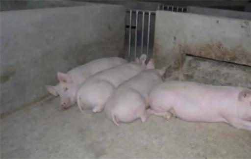 养猪场病死的猪是如何处理的？它们最后会流入市场吗？看完知道了