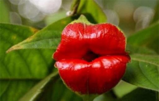 大嘴花植物怎么养
