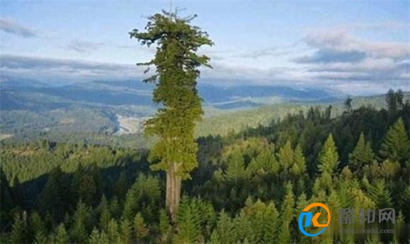 世界上长得最快的树，被引进我国用来造纸，为何现在反而后悔了？