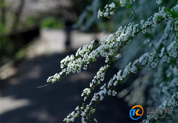 雪柳的种植方法