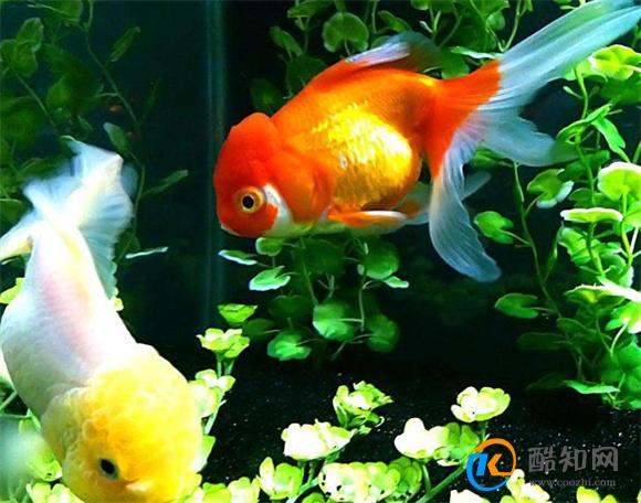 养金鱼的注意事项