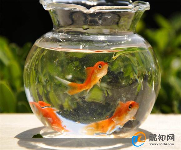 养金鱼的注意事项