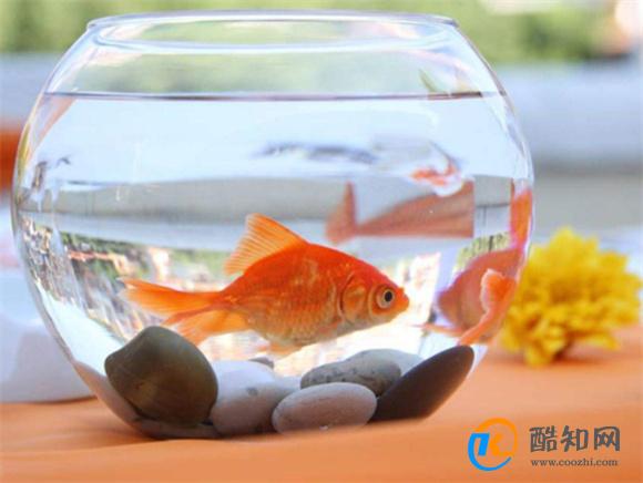 养金鱼的注意事项
