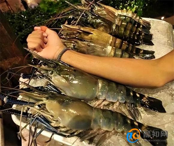泰国大虾肥美肉多膏满，为何很难在中国流行起来？老饕：味道不对<br>