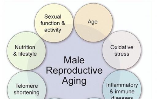 父亲的生育年龄会影响宝宝的健康吗？