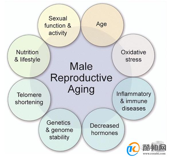 父亲的生育年龄会影响宝宝的健康吗？