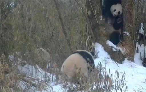 全球唯一白色大熊猫野外撒欢 为何会有白色熊猫